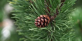 <p>Important timber species, grows fast, needles in groups of 2-5 attached by papery fascicle sheath, relatively long needles, flaky and resinous bark, large terminal buds, soft needles, cones with woody scales grow in no consistent direction</p>