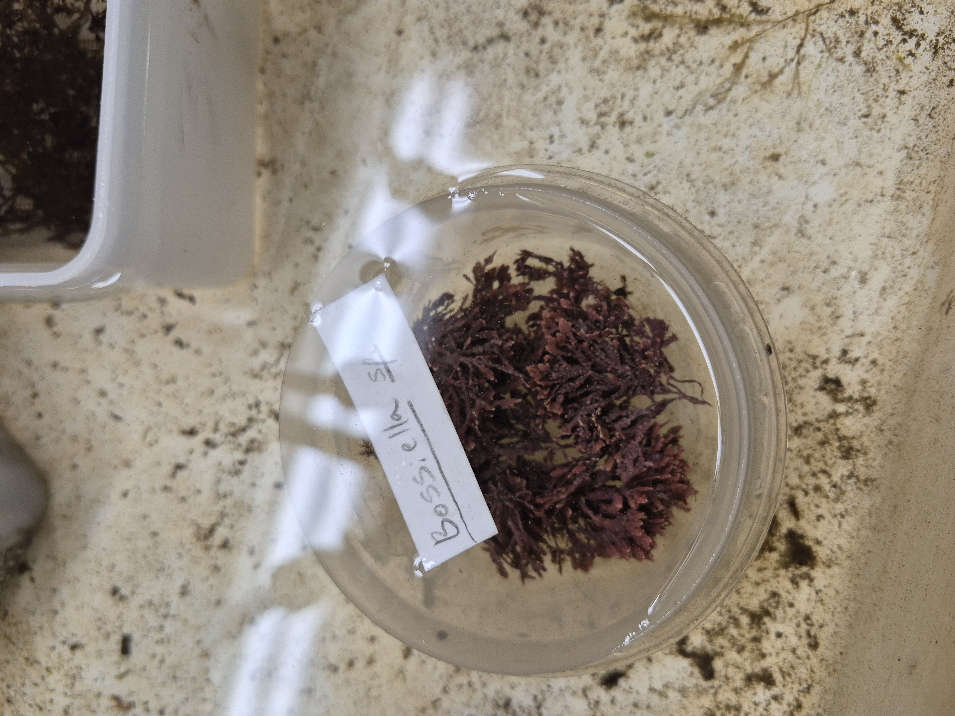 <p>bossiella</p>
