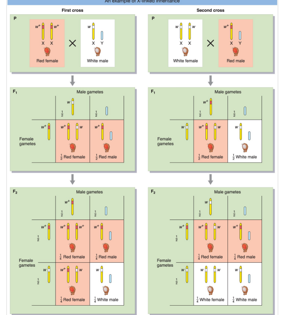 <p>In Figure 2-18, how does the 3:1 ratio in the bottom-left-hand grid differ from the 3:1 ratio obtained by Mendel?</p>