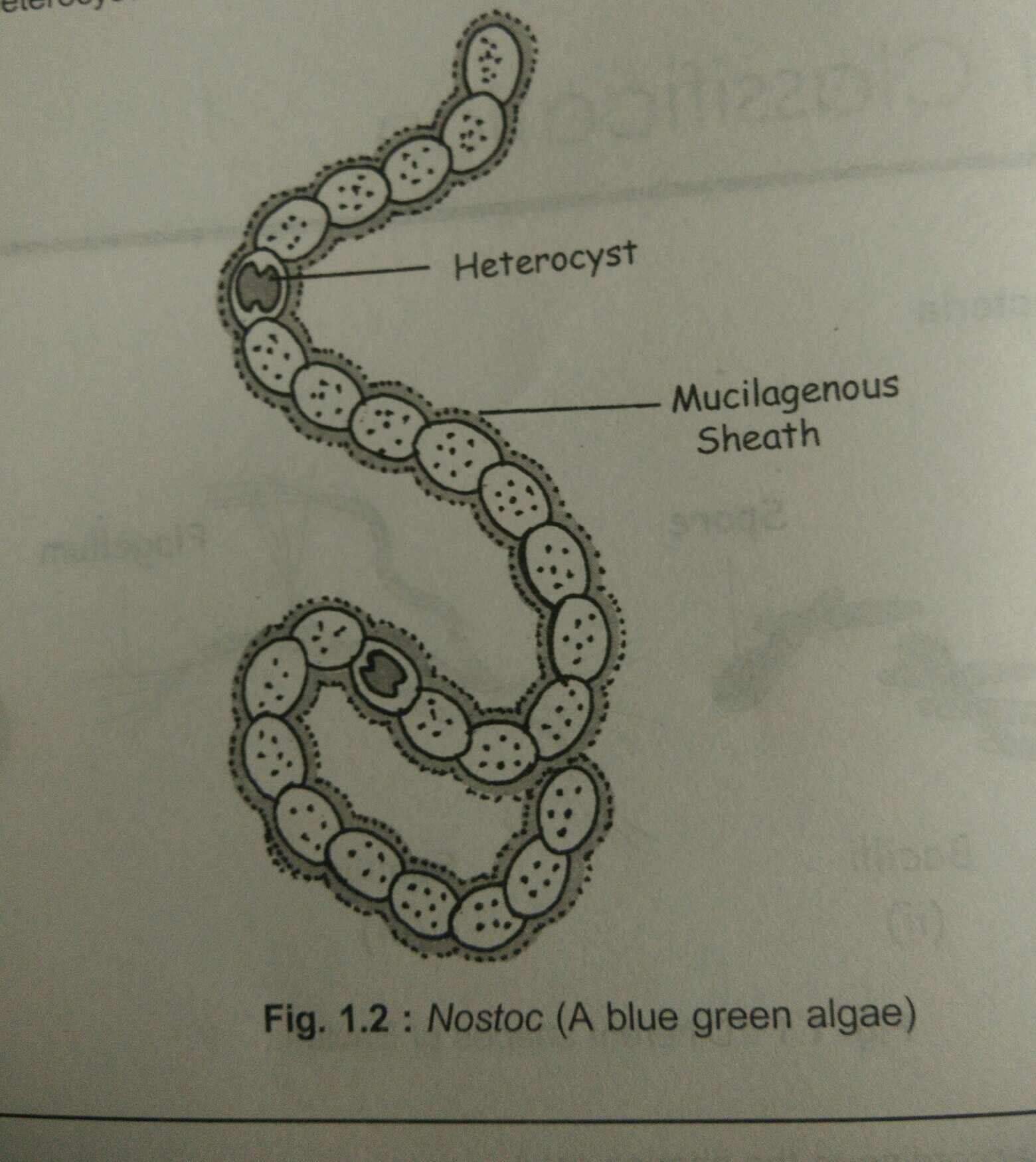 <p>what is this PROkaryotic cell? (<span style="font-family: Google Sans, Roboto, arial, sans-serif">Cyanobacteria)</span></p>
