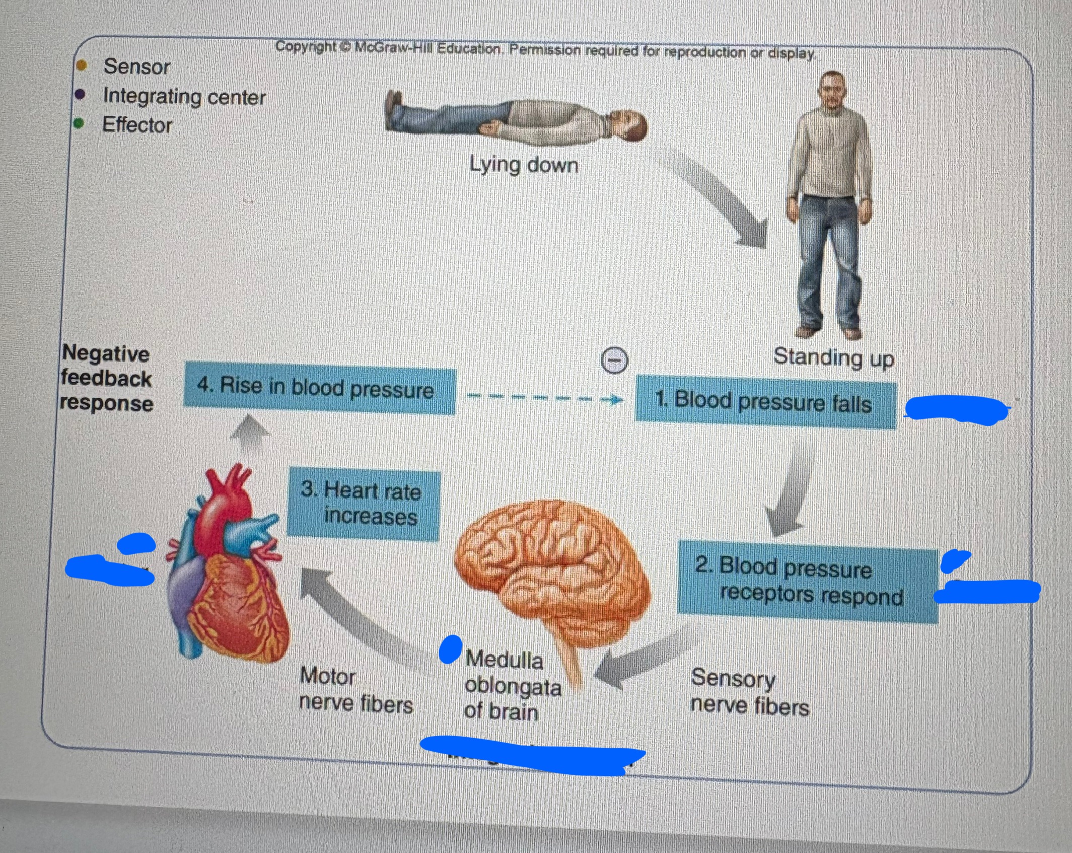 <p>Look at the image and list the stimulus, sensor, integrating center, effector, and negative feedback response </p>