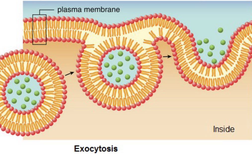 In exocytosis, transport vesicles migrate to the membrane, fuse with it, and release their contents outside the cell