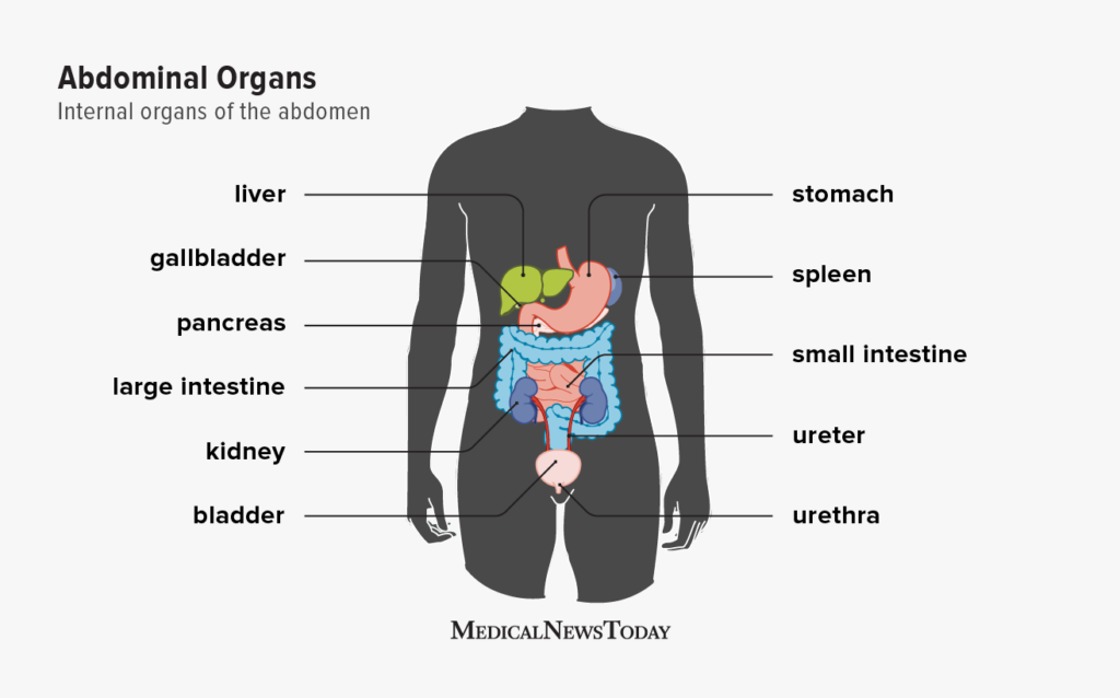 <p>stomach, small and large intestines, liver, spleen, gallbladder, pancreas, reproductive organs, the kidney, the bladder,</p>