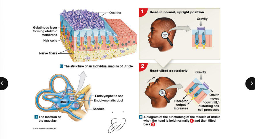 <p>cupula is in what area of the ear, versus otoliths?</p>