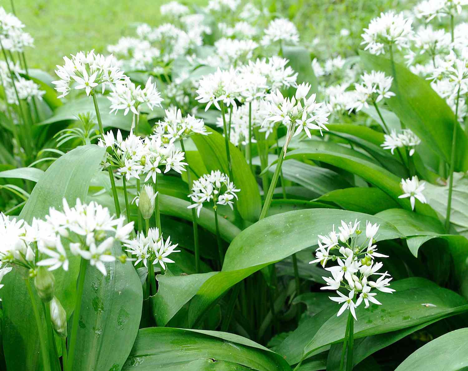 <p>Wild Garlic</p>