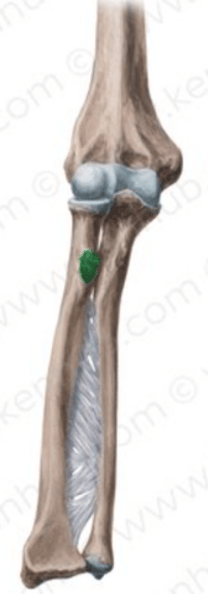 <p>primary insertion point for the tendon of the biceps brachii muscle,</p>