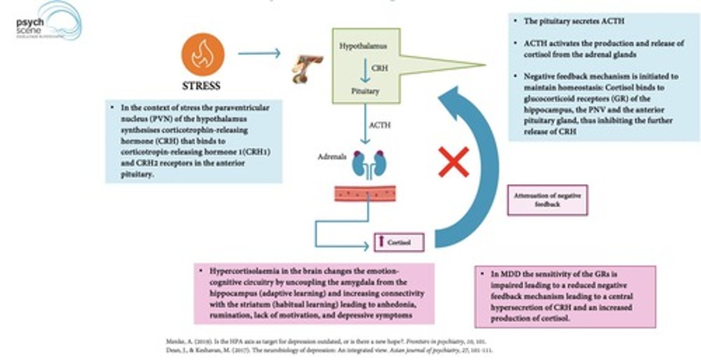<p>It states that depressed patients lose negative feedback mechanisms, resulting in increased cortisol levels.</p>