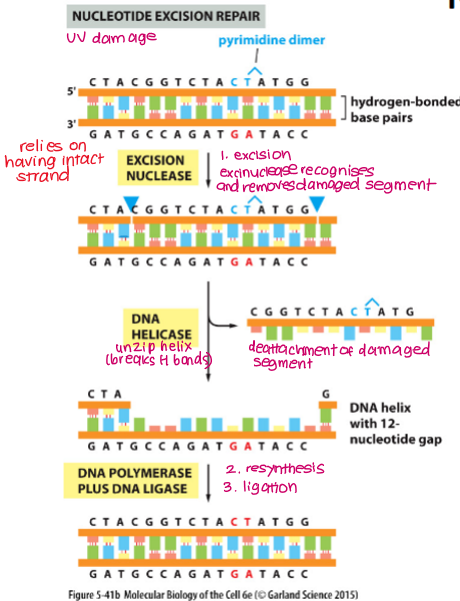 <p>Pyrimidine dimer is removed along with many other adjacent bases</p><p><strong>Excision</strong></p><ul><li><p><strong>Exonuclease </strong>recognises and removes damaged segment</p></li><li><p>DNA helicase unzips helix and removes damaged segment</p></li></ul><p></p><p><strong>Resynthesis and Ligation</strong></p><ul><li><p><strong>DNA polymerase</strong> fills in gaps using intact strand as a template</p></li><li><p><strong>DNA ligase </strong>seals nicks in strand</p></li></ul><p></p>