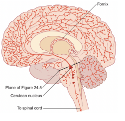 <p>Noradrenergic pathways</p>
