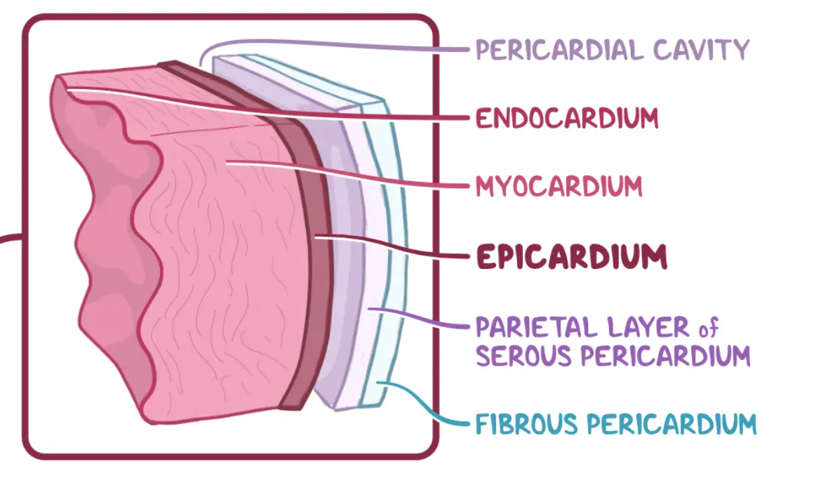 <p>Innermost layer of the pericardium and outermost layer of the heart itself. Composed of mesothelial cells, fat and connective tissue. </p>