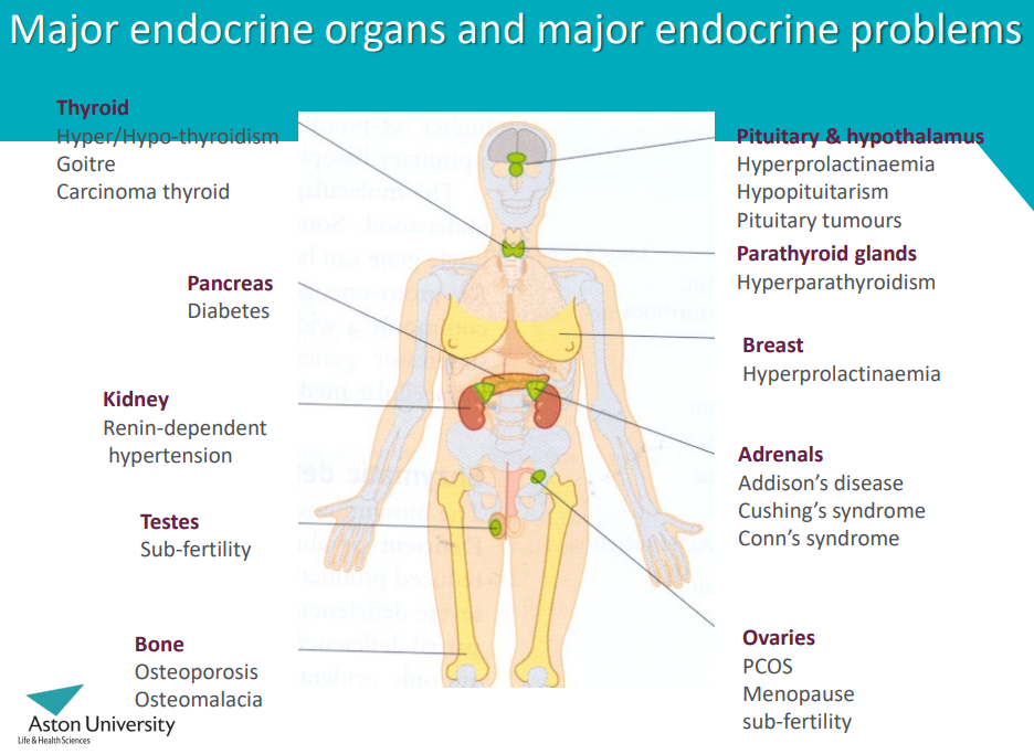 <p>What are different endocrine disorders and diseases?</p>
