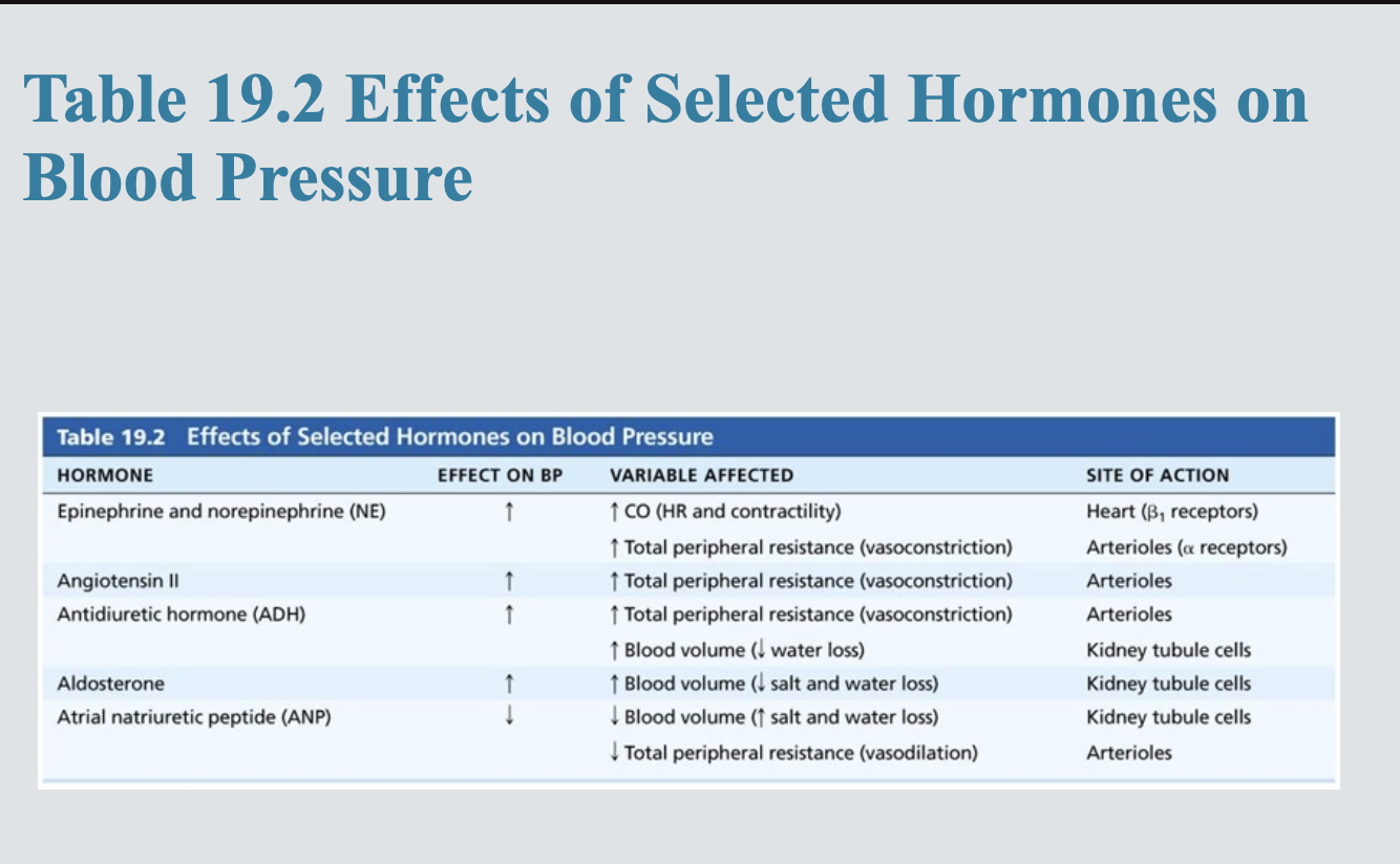 <p>atrial natriuretic peptide</p>