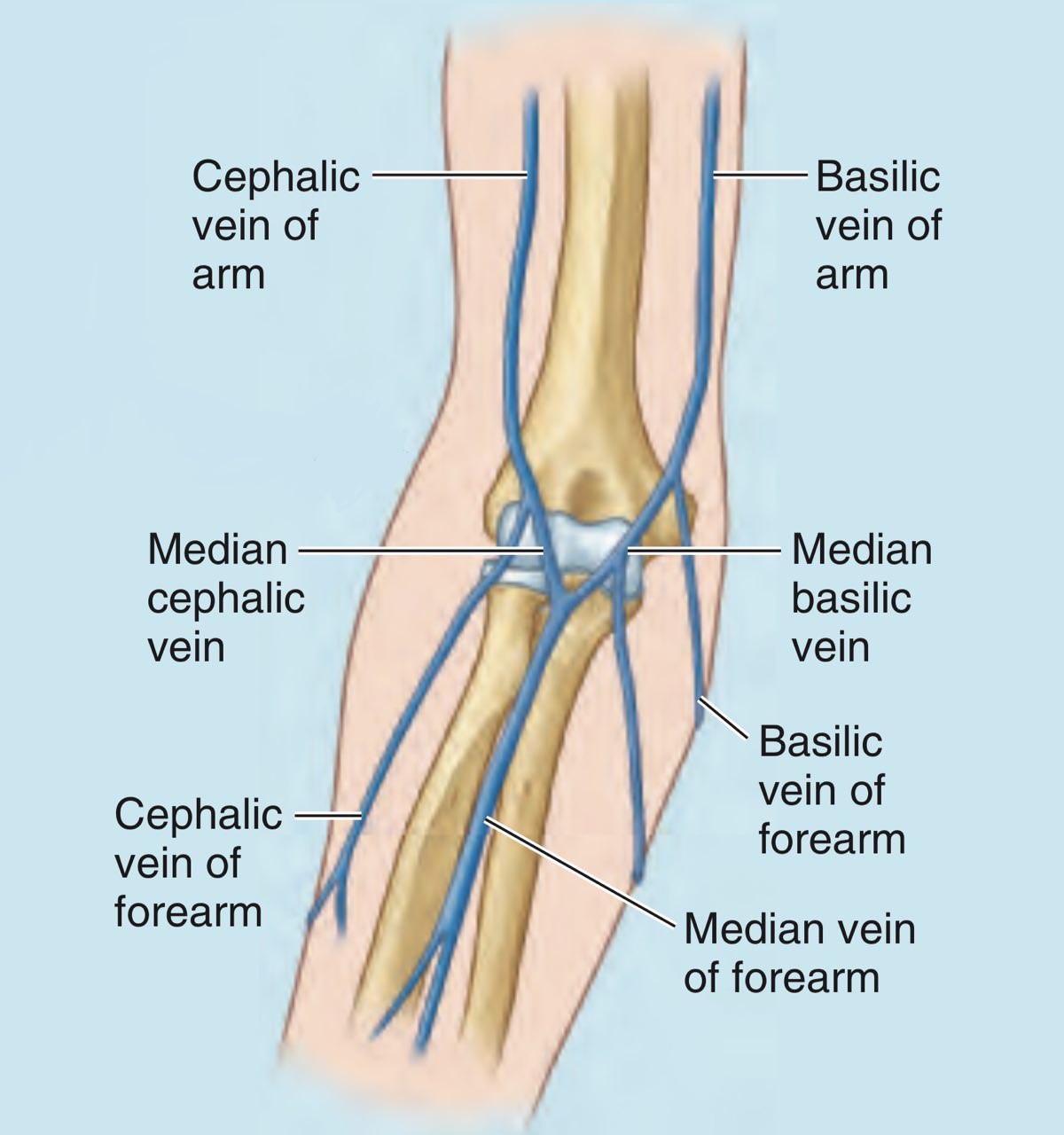 <p><strong><mark data-color="rgba(0, 0, 0, 0)" style="background-color: rgba(0, 0, 0, 0); color: inherit;">superficial vessels, primarily the cephalic and basilic veins</mark></strong><span><span>, that become prominent due to low body fat, muscle development from exercise, genetics, age (thinner skin, weaker valves), heat, or increased blood pressure,</span></span></p>