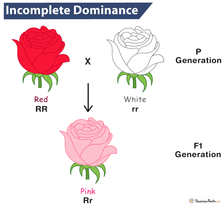 <p><span>Neither allele for a trait is fully dominant, resulting in a heterozygous phenotype that's a blend of the two parent alleles. (Red Flower + White Flower = Pink)</span></p>