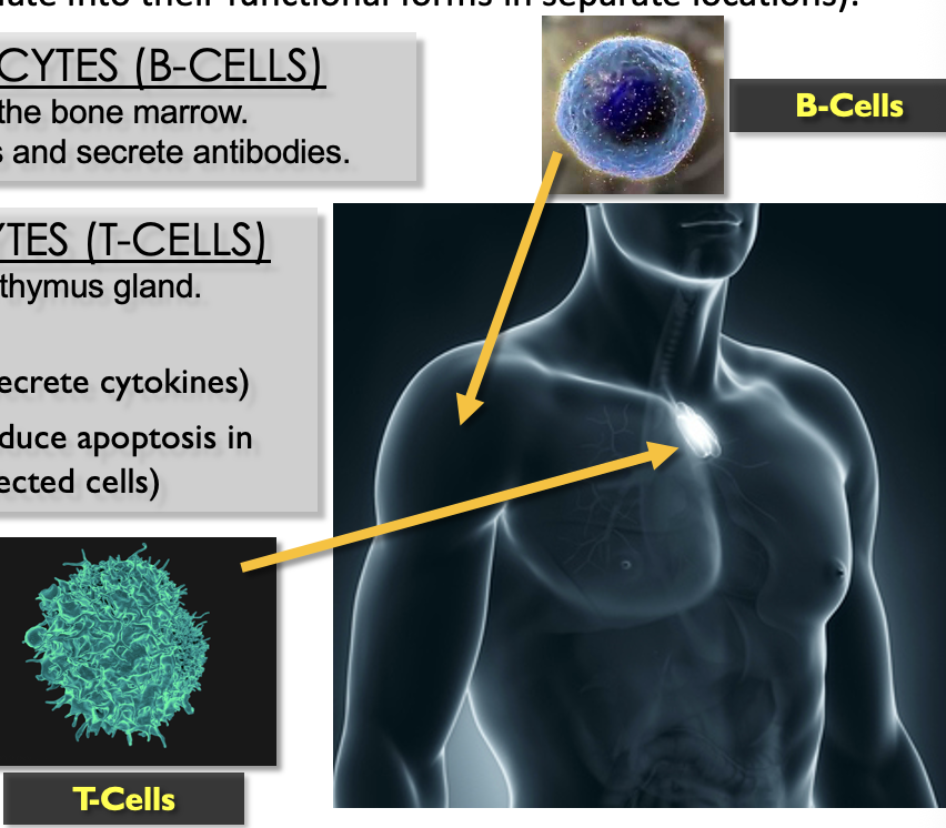 <ul><li><p>two types</p></li></ul><p><strong>B-lymphocytes</strong></p><ul><li><p>mature in the bone marrow</p></li><li><p>React to antigens and secrete antibodies</p></li></ul><p><strong>T-lymphocytes</strong></p><ul><li><p>mature in the thymus gland</p></li></ul><p>two types</p><ul><li><p>Helper - secrete cytokines</p></li><li><p>Killer - induce apoptosis in infected cells</p></li></ul><p></p>