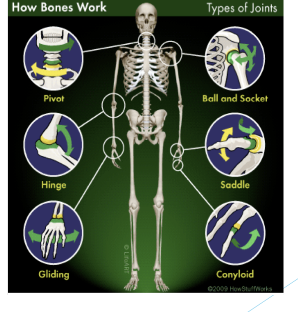 <p>Joint Types</p>