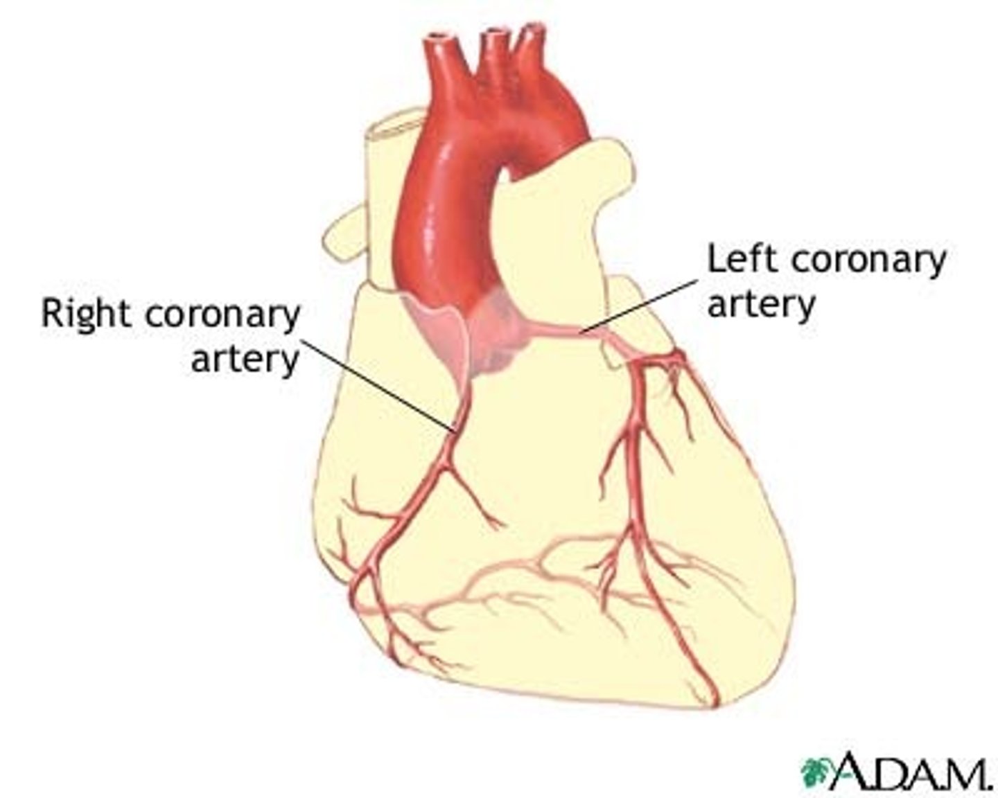 <p>The artery that supplies heart tissue with blood.</p>