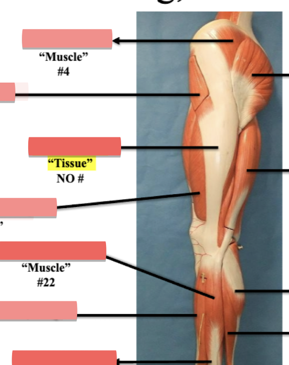 <p>Label Tissue No# </p>