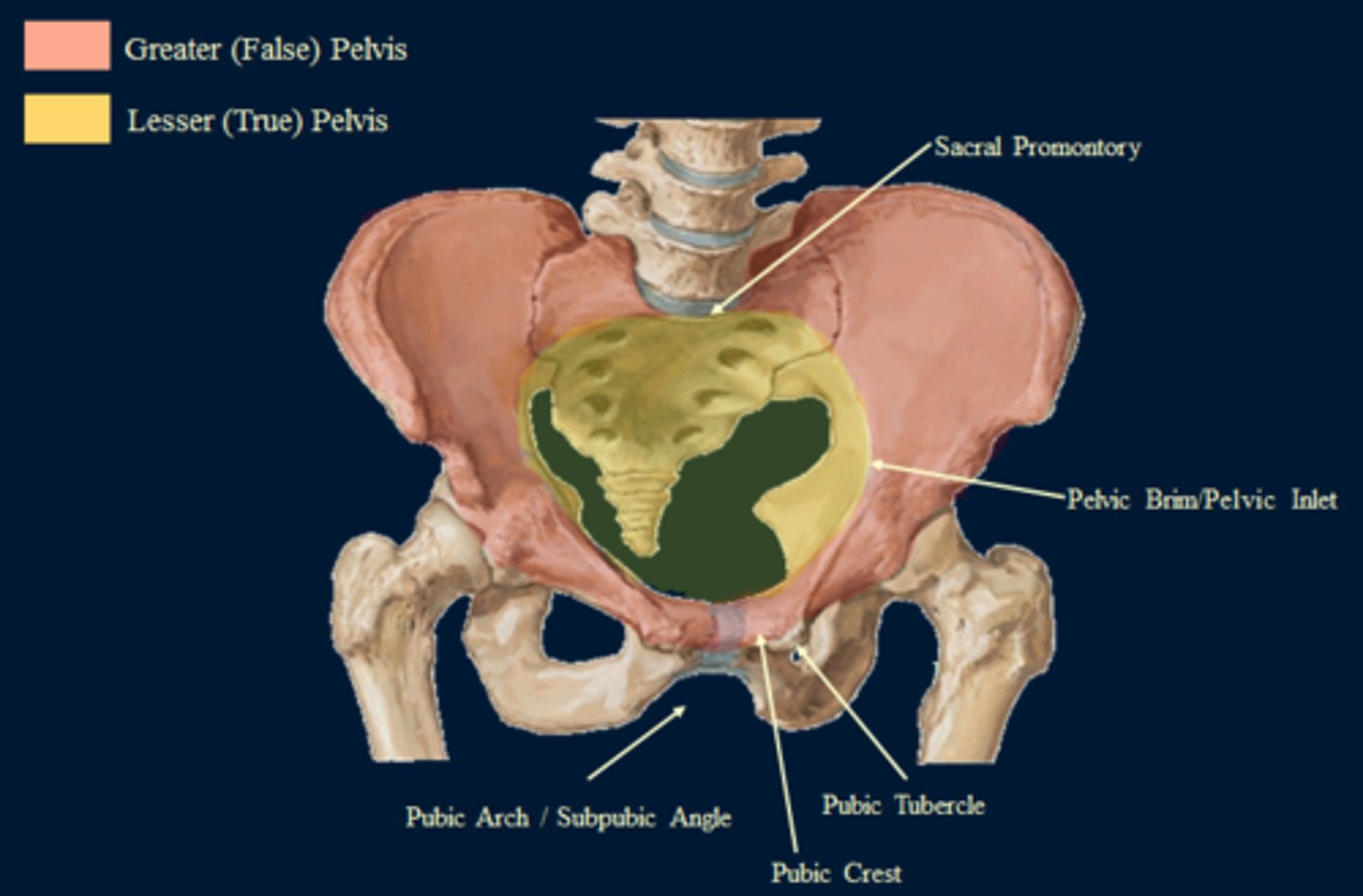 <p>bounded by wings of the iliac and superior margin of pubis</p><p>provides support of the lower abdominal viscera</p>