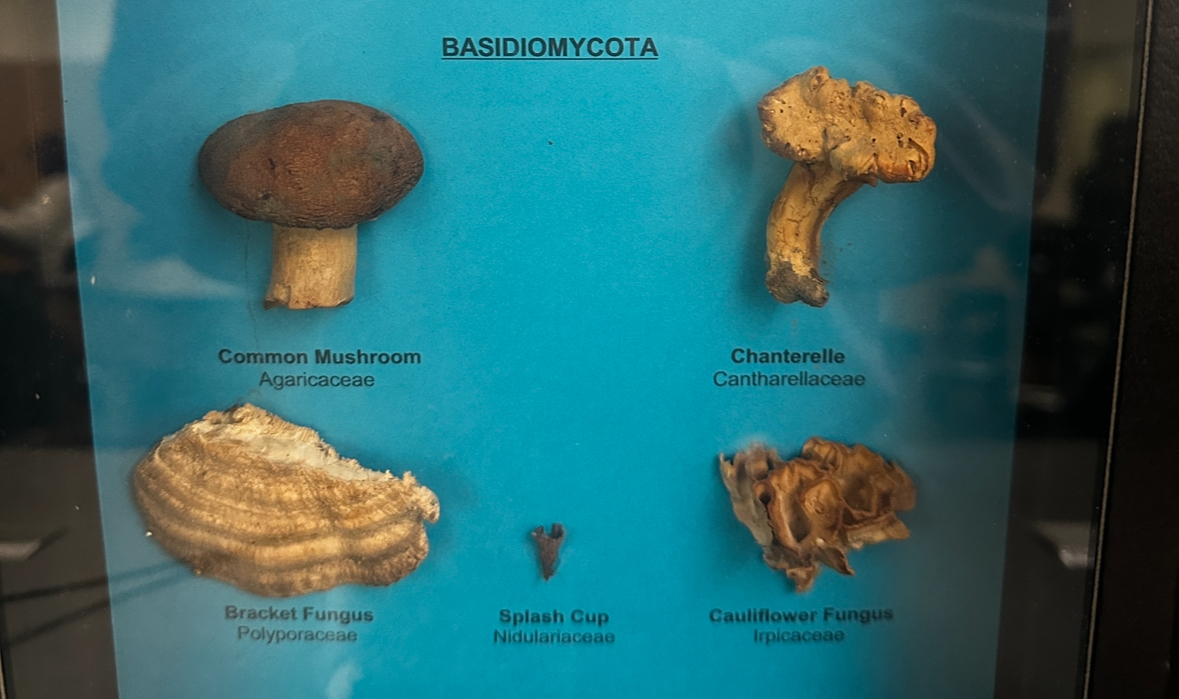 <p>Domain: Eukarya</p><p>Kingdom: Fungi</p><p>Clade: Basidiomycota</p>