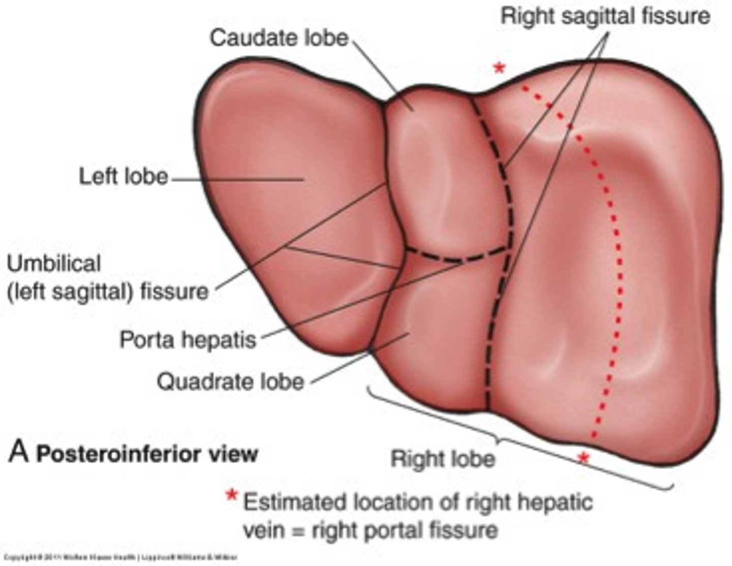 <p>right (largest), left, caudate, quadrate</p>