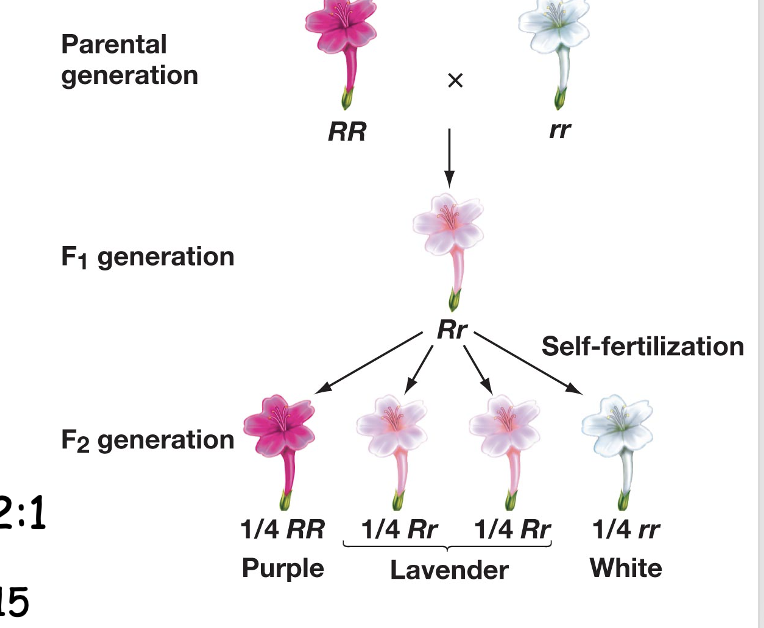 <p>2 alleles result in a combined phenotype Ex: crossing a dark pink and white flower resulting in offspring that is lighter pink</p>