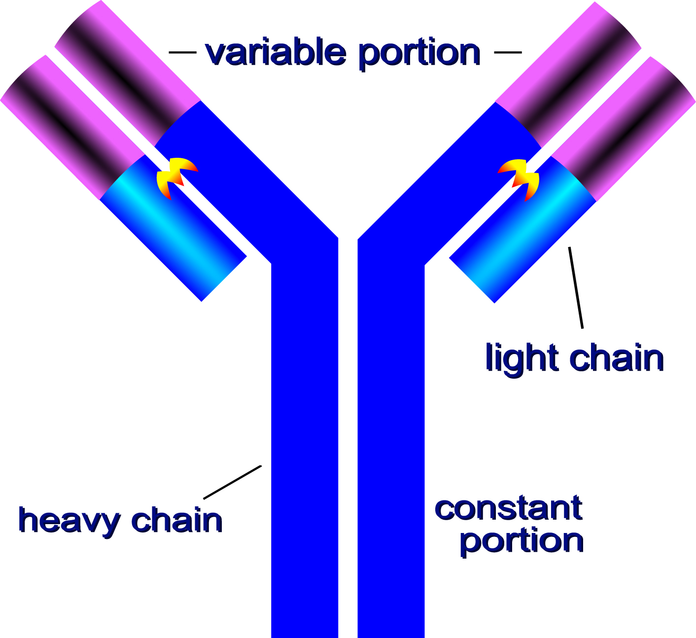 <p>2 heavy chains</p><p>2 light chains</p><p>Variable regions</p><p>Constant regions</p><p>Disulfide bonds</p><p></p>