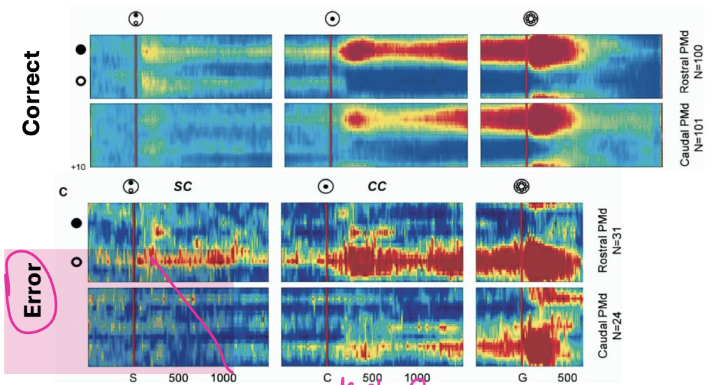 <p>error trial: more activity for error location beforehand</p><ul><li><p>preparatory activity seems driven by eventual choice (action plan) rather than perceptual stimulus</p></li></ul><p></p>