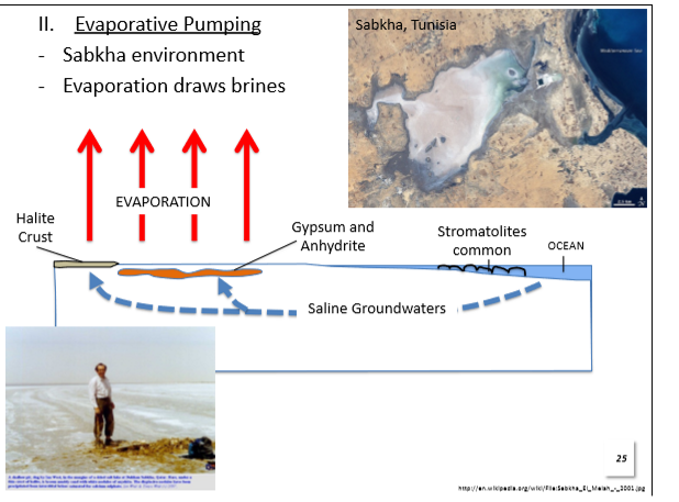 <p>Intense evaporation draws saline out of the ground water through the limestone causing the ppt of gypsum and increases the concentration of Mg compared to Ca which allows for the formation of dolomite.</p>