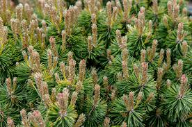 <p><span>Evergreen shrub or small tree with dense, needle-like green leaves. Used ornamentally and for erosion control.</span></p>