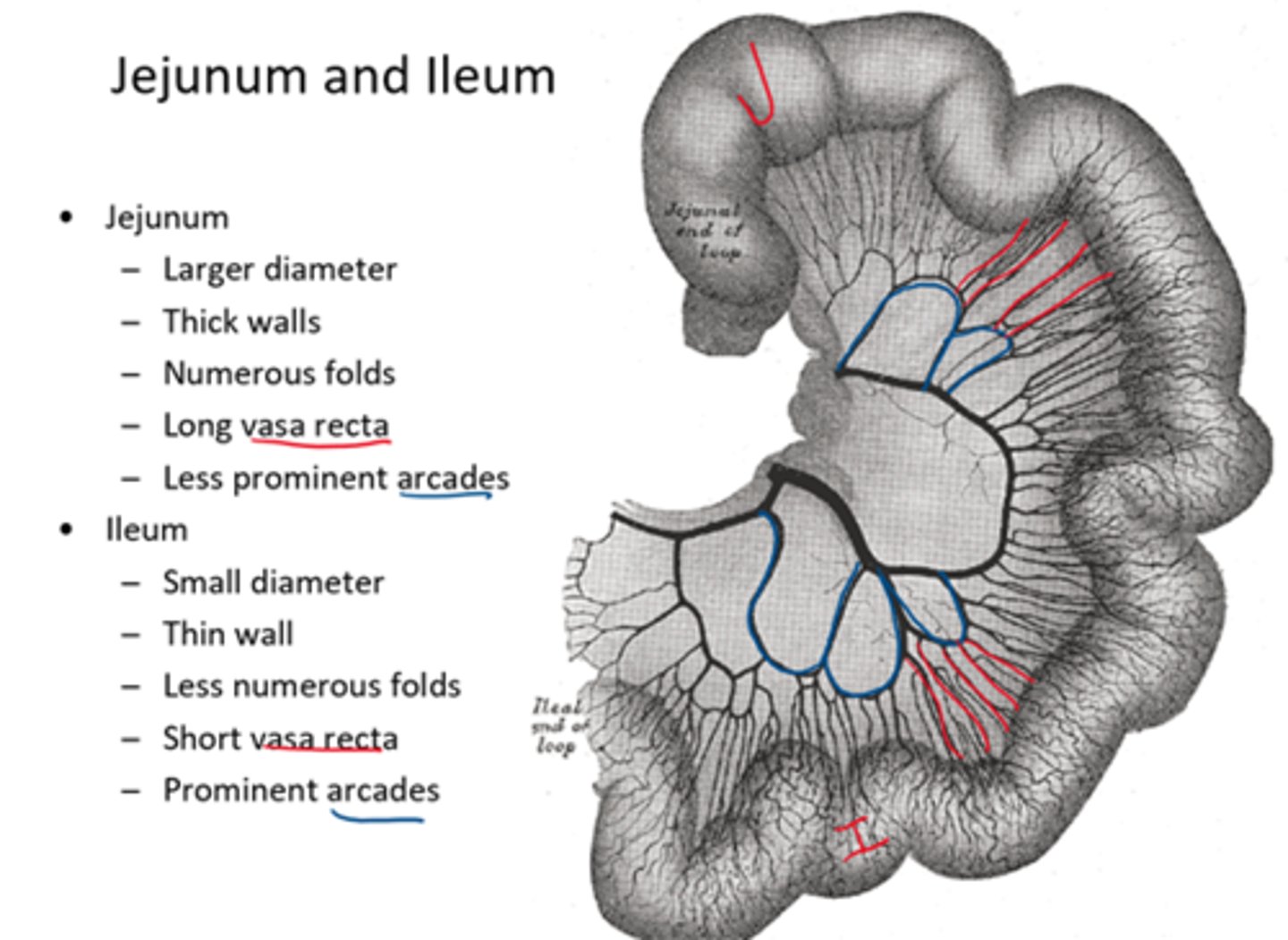 <p>Jejunum is the first place that absorption will occur thus the walls will be thicker and have numerous folds</p><p>vasa recta=straight arteries</p>