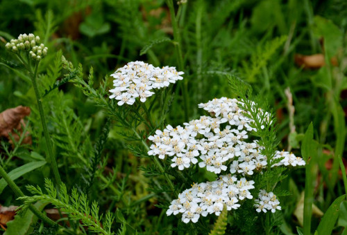 <p>Řebříček obecný </p>