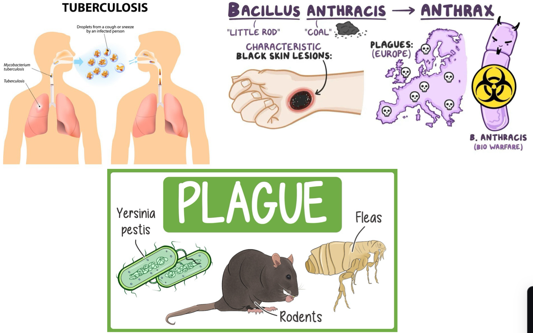 <ul><li><p>Mycobacterium tuberculosis</p><ul><li><p>causes TB</p></li></ul></li><li><p>Bacillus anthracis</p><ul><li><p>anthrax</p></li></ul></li><li><p>Yersinia pestis </p><ul><li><p>plague</p></li></ul></li></ul><p></p>