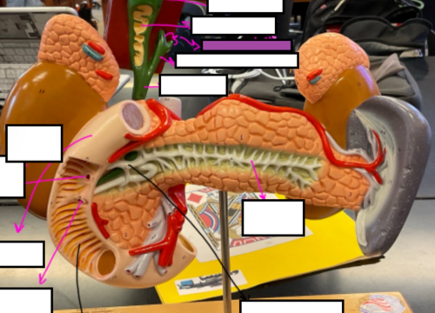 knowt flashcard image