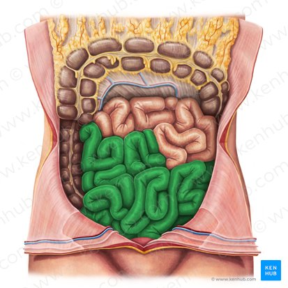 <p>The final and longest section of the small intestine, which absorbs vitamin B12, bile salts, and any remaining nutrients.</p>