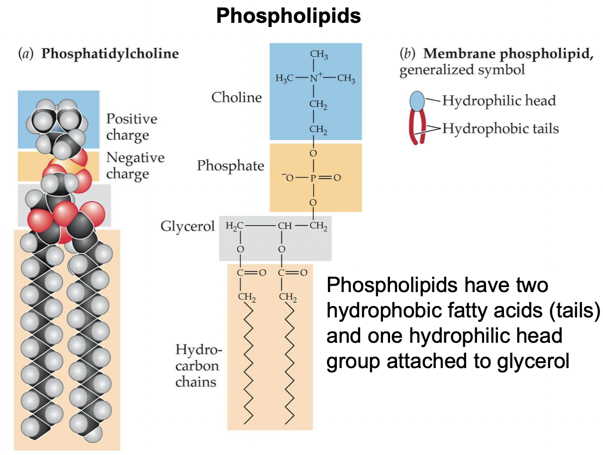 <ul><li><p>Very amphiphilic: hydrophilic head group, attached to glycerol, attached to 2 fatty acid tails</p></li><li><p>Have the ability to self-assemble into lipid bilayers</p></li></ul>