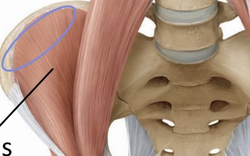 <p>iliac fossa of ilium</p>