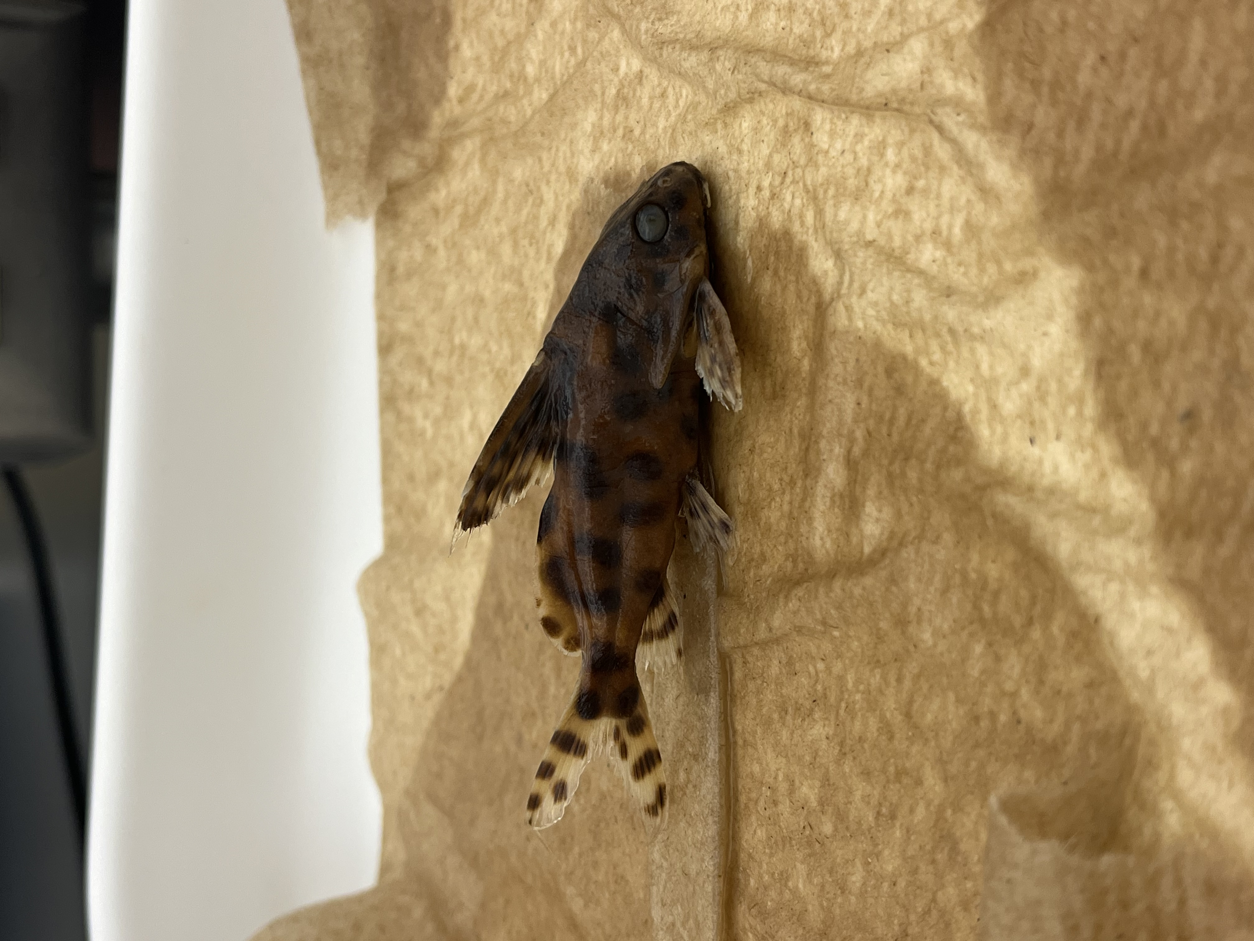 <p>Upside-down Catfish</p>