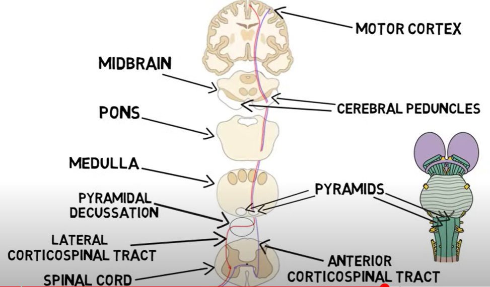 <p><u>location</u></p><ul><li><p>primary motor cortex or brainstem</p></li><li><p>pathways that originate from …</p><ul><li><p><u>cor</u>tex = <u>cortico</u>spinal tract, <u>cortico</u>brainstem tract</p></li><li><p>brainstem = vestibulospinal, reticulospinal, rubrospinal ,tectospinak</p></li></ul></li></ul><p>travel on cortico spinal tract</p><p></p><p><u>corticospinal tract</u></p><ul><li><p>descending</p></li></ul><p>1) internal capsule</p><p>2) mid-brain (cerebral peduncle)</p><p>3) pons (cerebral peduncle)</p><p>4) upper and lower medulla pyramids (cerebral peduncle)</p><p>5a) 95% cross in pyramidal decessation before spinal cord enterance (enter on opp side of body from where they originated) (lateral corticospinal tract)</p><p>5b) 10% continue into spinal cord on same side of body (anterior corticospinal tract)</p><p>5b.2) anterior corticospinal tract synapse on LMN on level of spinal cord and enter</p><p>function:</p><ul><li><p>voluntary control of precise mvm of distal muscles of limbs (lateral CST)</p></li><li><p>control of less precise mvm of proximal muscles of limbs and trunk (medial CST)</p></li></ul><p><u>corticobrainstem</u></p><p>descending</p><p>1) primary motor cortex</p><p>2) internal capsule</p><p>3) terminate at location of cranial nerve</p><p>function:</p><p>serves as UMN to all motor cranical nerves</p><p></p><p></p>