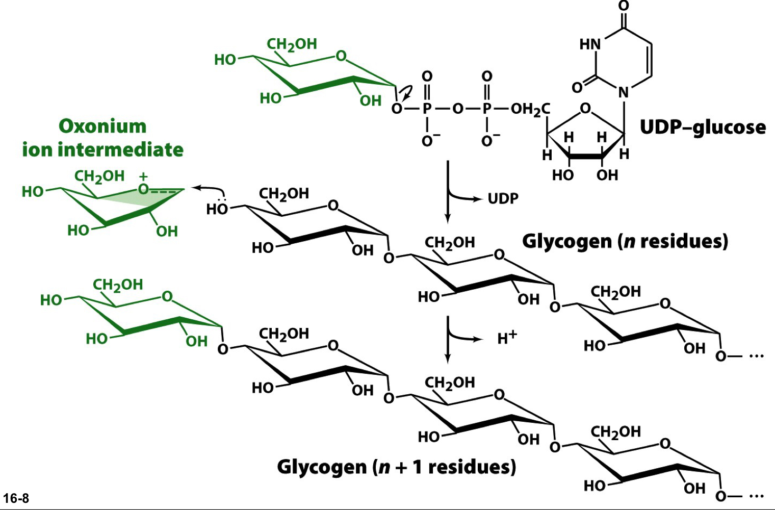 the UDP of UDP-glucose is a good leaving group, so it departs and generates an electrophilic oxonium ion at C1 that can be attached by the C4 hydroxyl group of the non-reducing end of the glycogen chain 

only introduces α-1-4 linkages