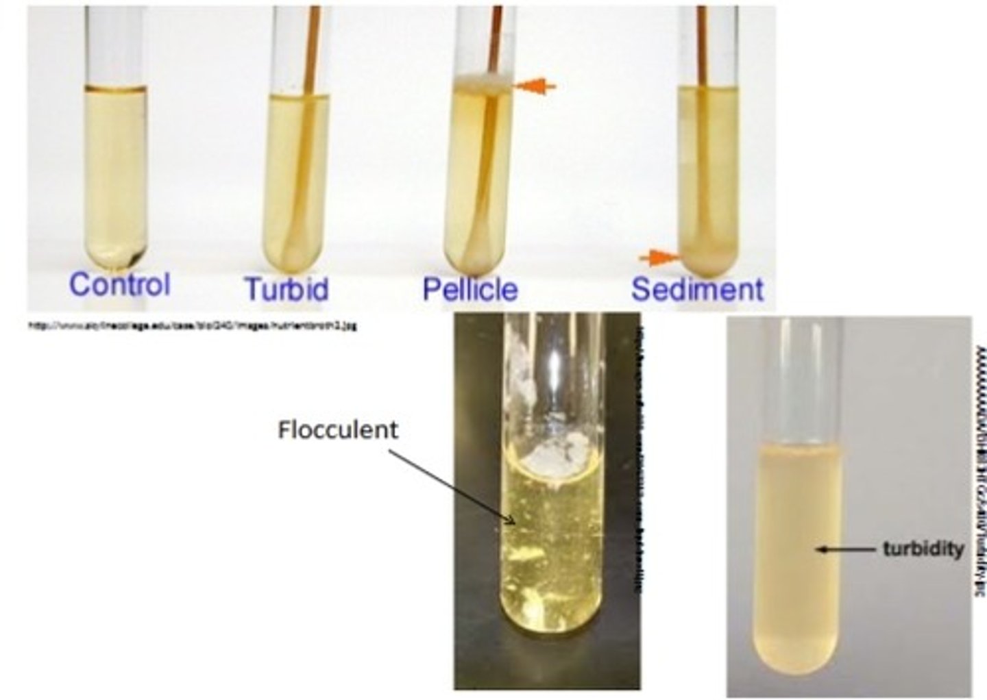 <p>Turbidity, pellicle, sediment, ring</p>