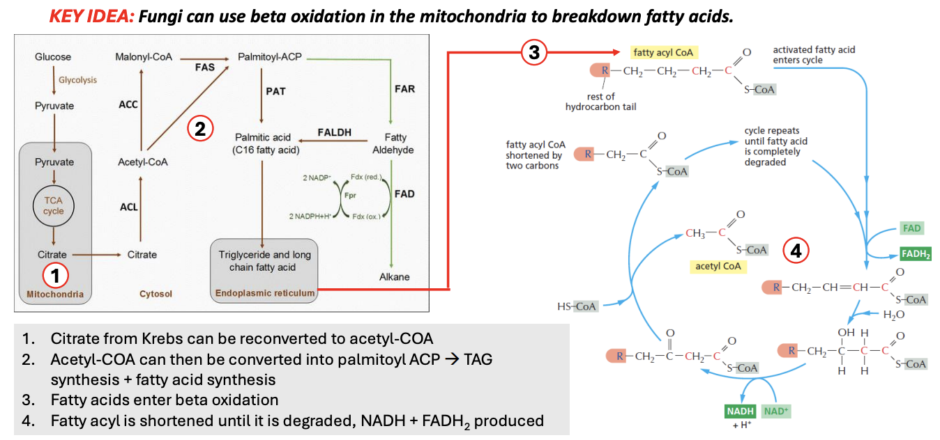 <p><strong>FALSE</strong></p><ul><li><p>FA synthesis = cytosol + ER</p></li><li><p>Beta-oxidation = mitochondria</p></li></ul><p></p>