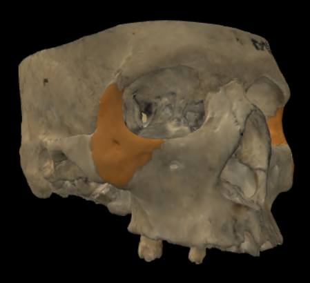 term image
