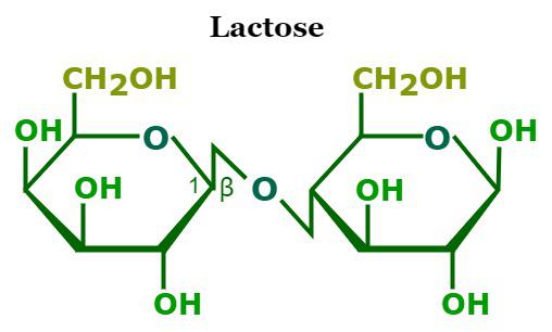 <p>Glucose + Galactose</p>