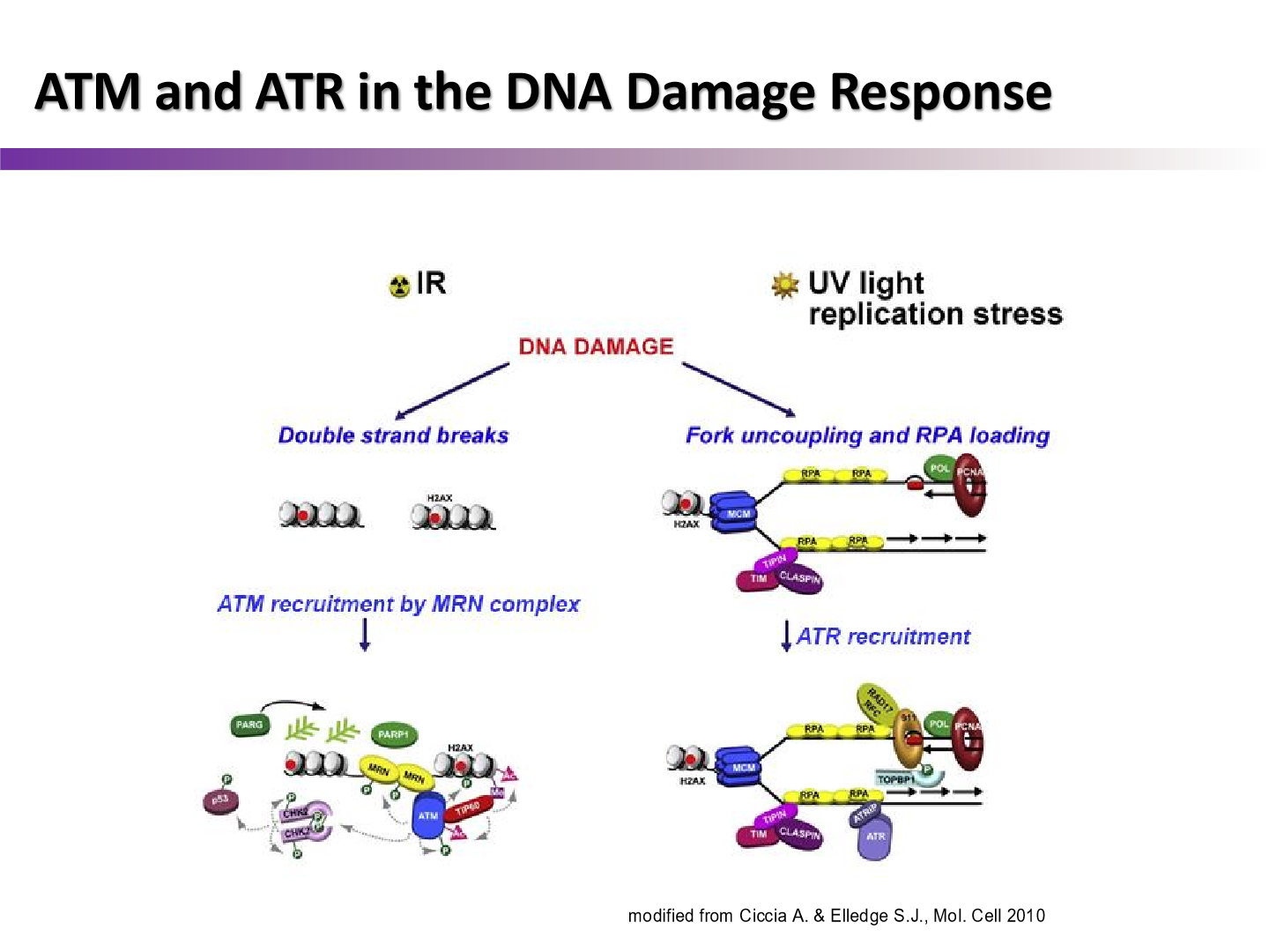 <p>because ATR is recruited after RPA coats ssDNA after UV light replication stress, if ATR is not present, genome would be damaged</p><ul><li><p>thererfore if person had no ATR, they would probably be dead</p></li></ul><p></p>
