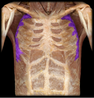 <p>Long Thoracic Nerve (C5, C6, C7)</p>