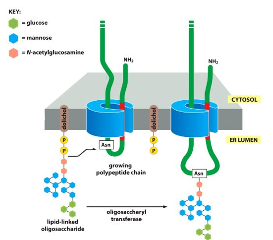 <p>disulfide bonds, glycosylation, and protein folding</p>