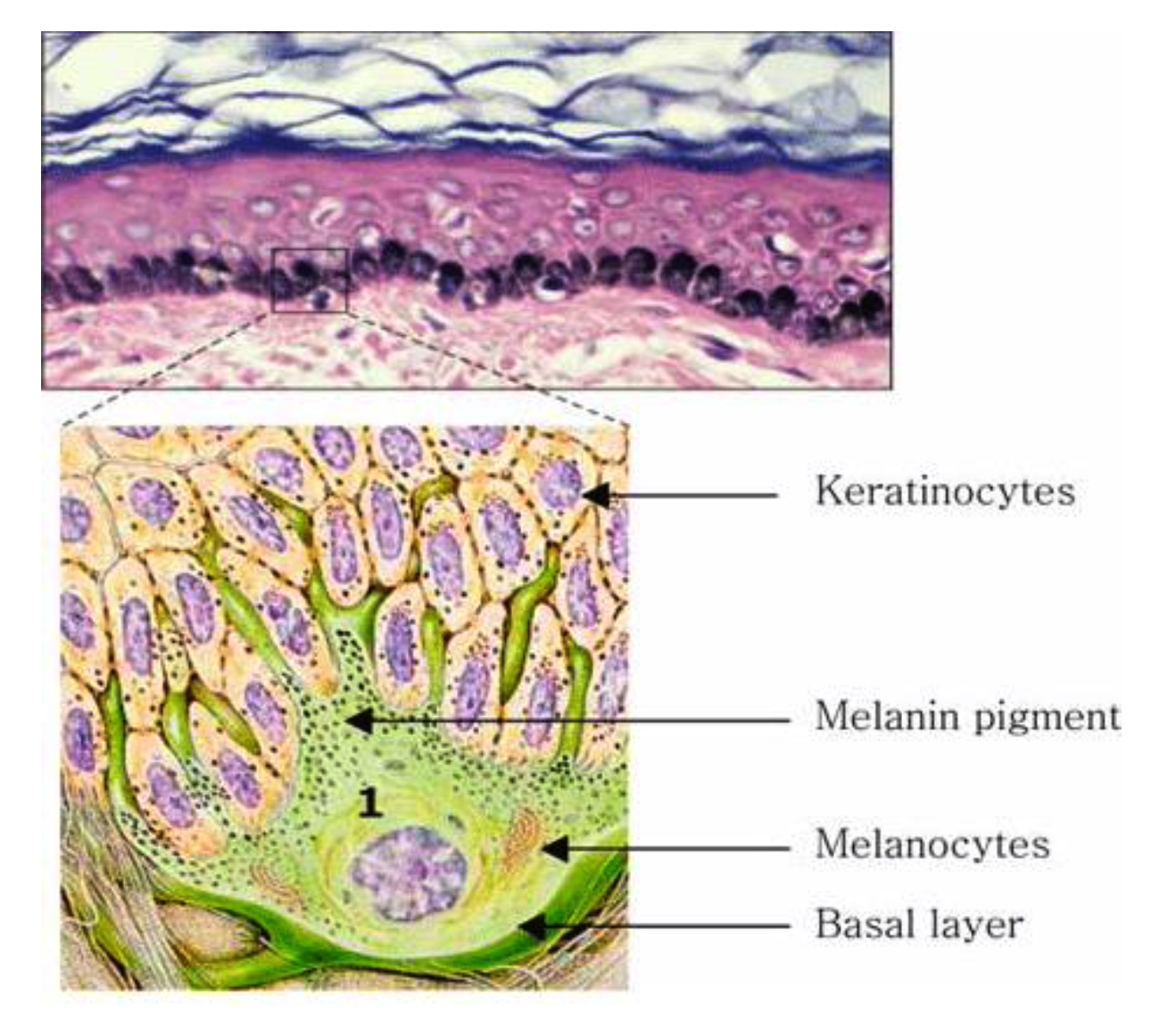 <p><span><strong>MELANOCYTE what is it?</strong></span></p>
