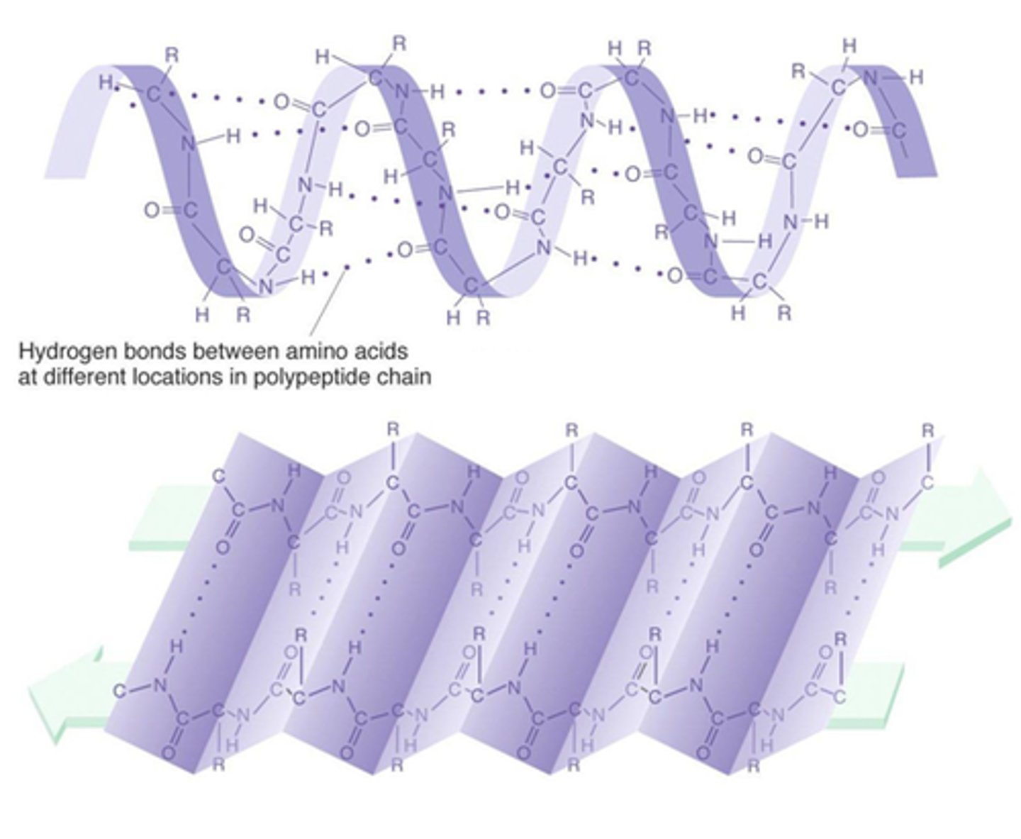 <p>coiling or folding of a polypeptide due to H-bonding between amino acids; forms alpha-helices and beta-pleated sheets</p>