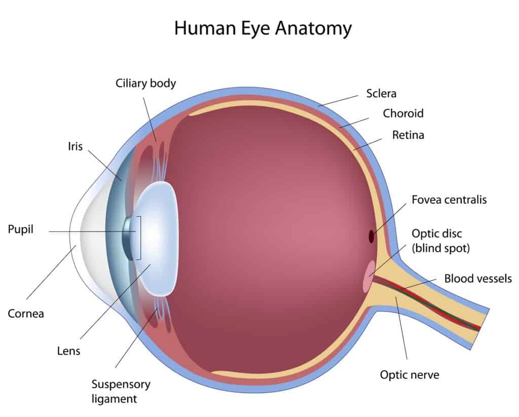 <p>Cornea: Transparent part of sclera (clear membrane in front of the eye)</p><p>Lens:</p><ul><li><p>Helps focus light on retina (accommodation)</p></li><li><p>CONVEX</p></li><li><p>Transparent, disklike structure filled with gelatinous material</p></li></ul><p>The curved part of the cornea, the lens does most of the fine-tune focusing</p>